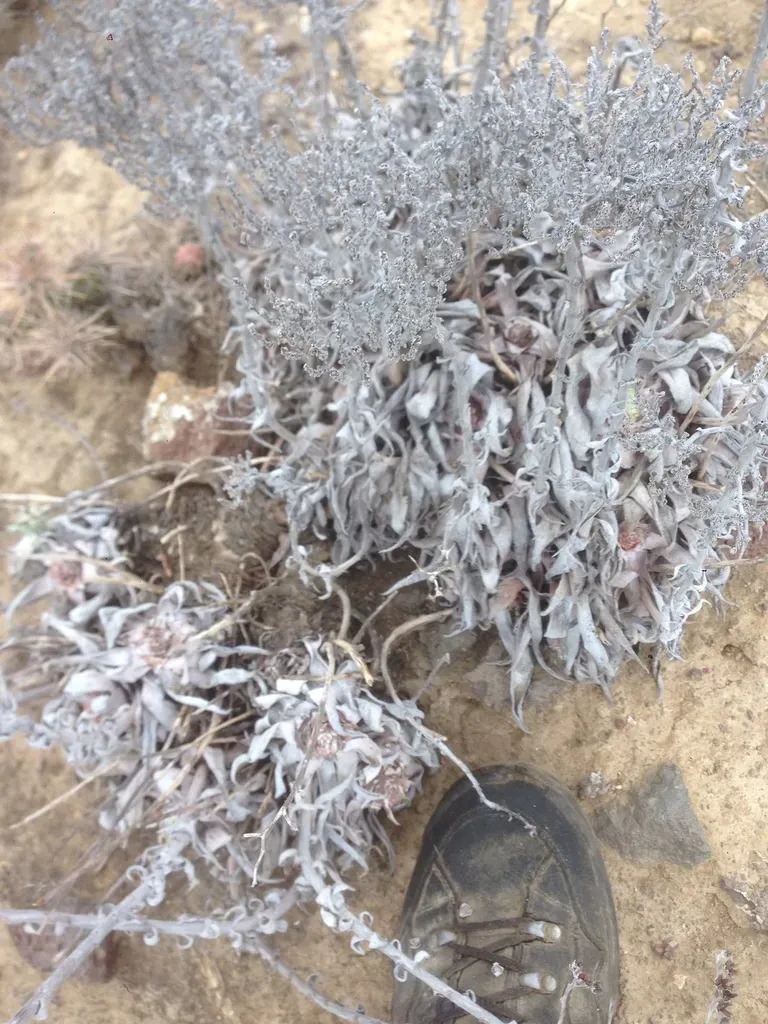Santa Barbara Island Dudleya