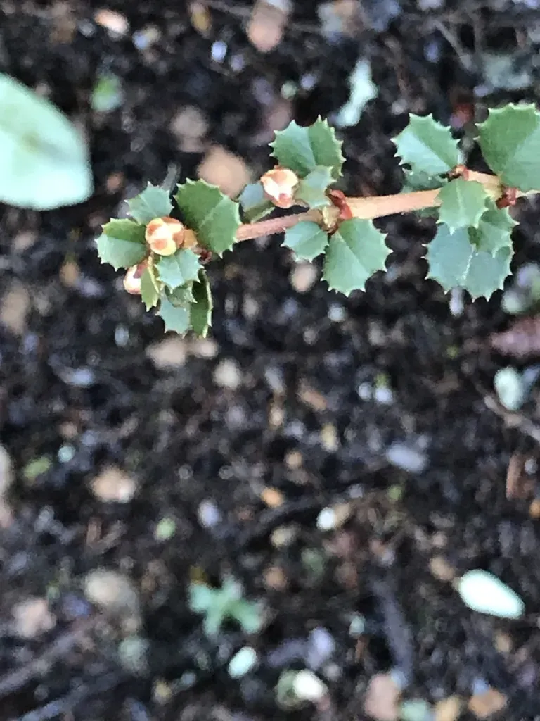 Point Reyes Ceanothus