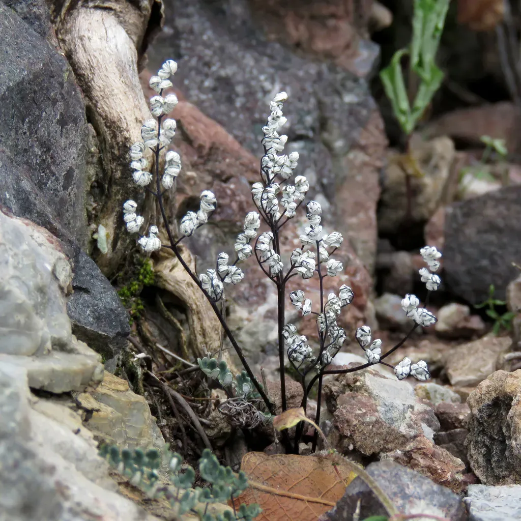 Southwestern False Cloak Fern