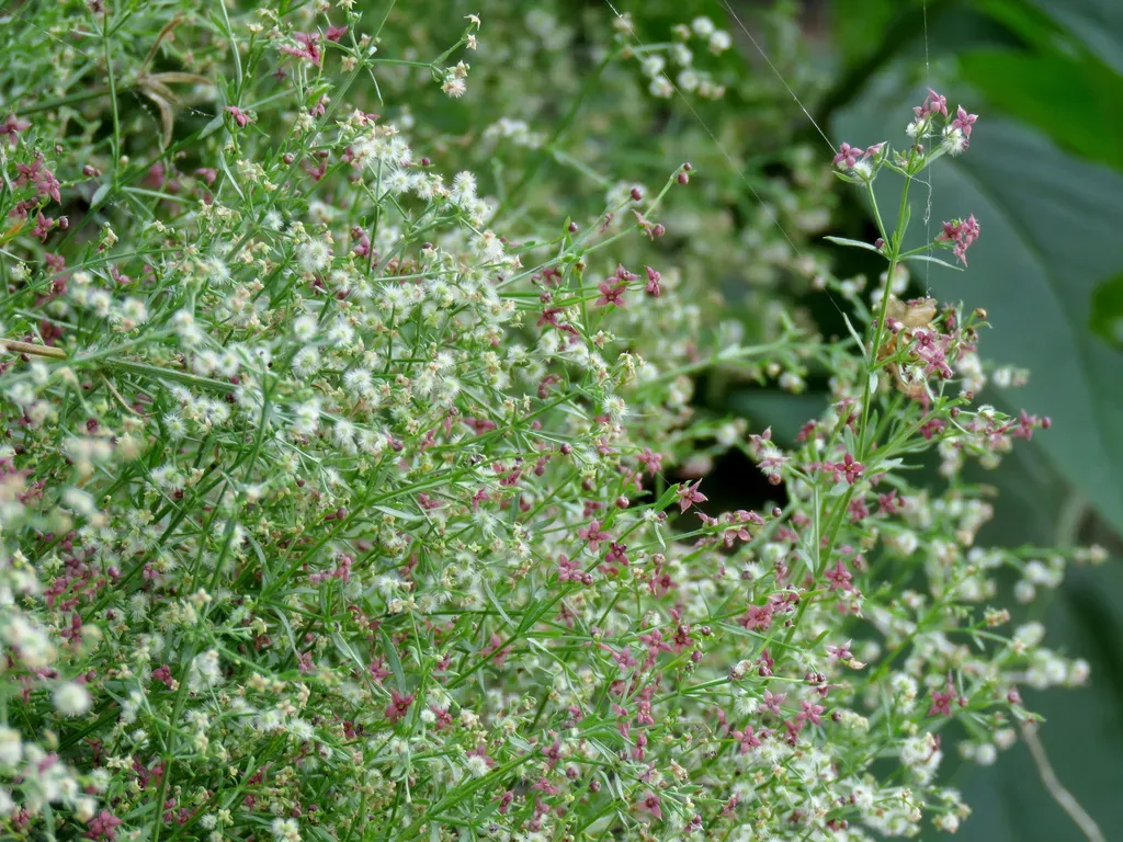 Wright's Bedstraw