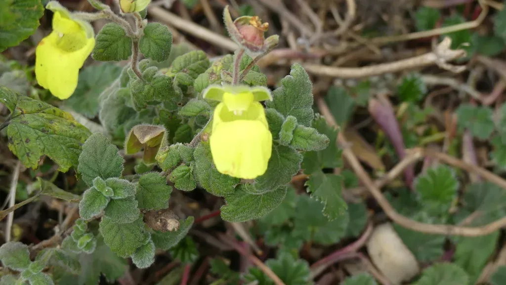 Calceolaria Lamiifolia