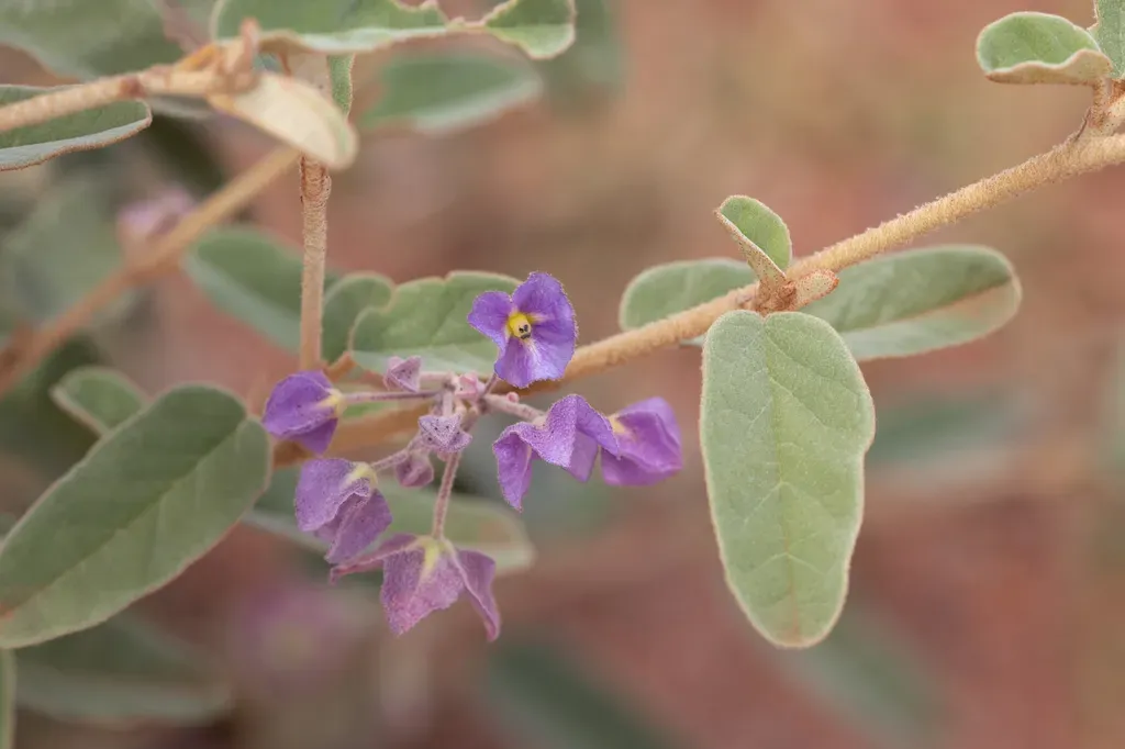 Seringia Nephrosperma