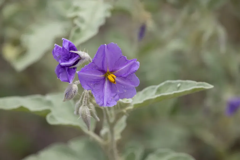 Solanum Succosum