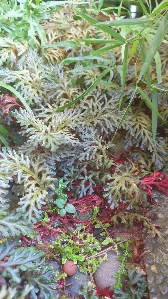 Selaginella Erythropus