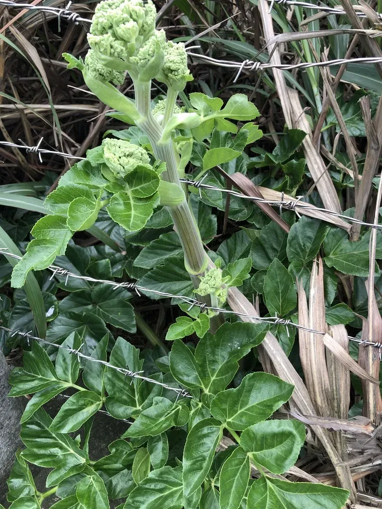 Angelica Hirsutiflora