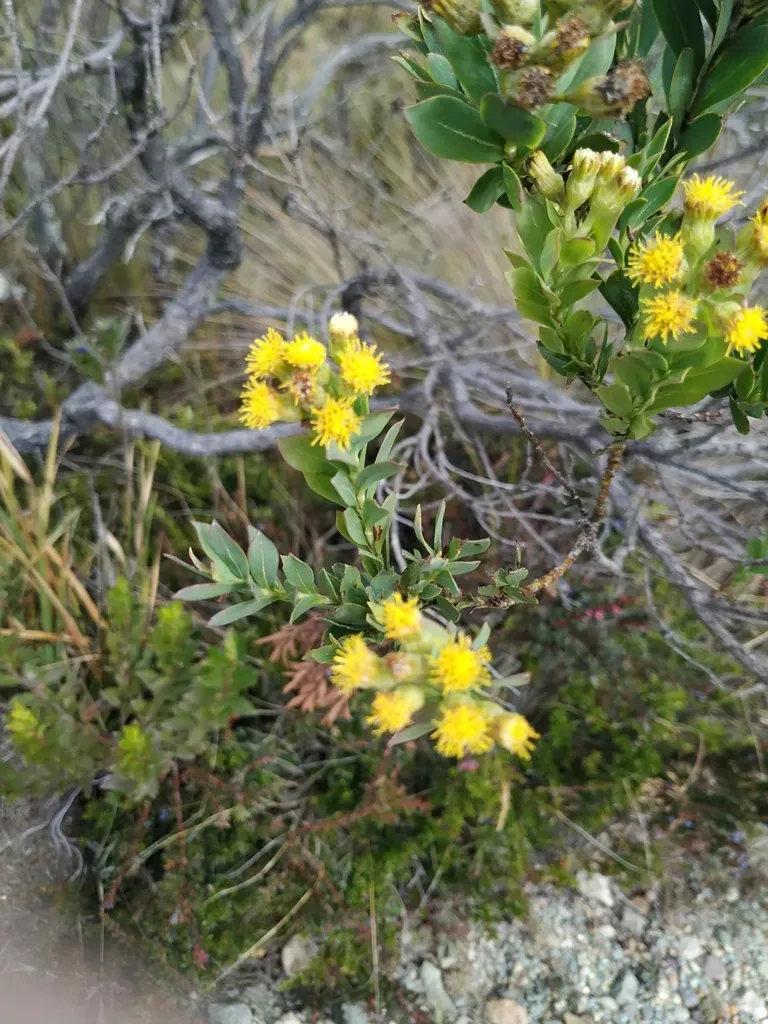 Monticalia Ledifolia