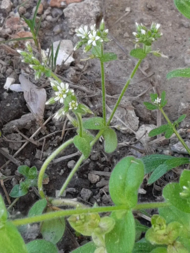 Cerastium Ramosissimum