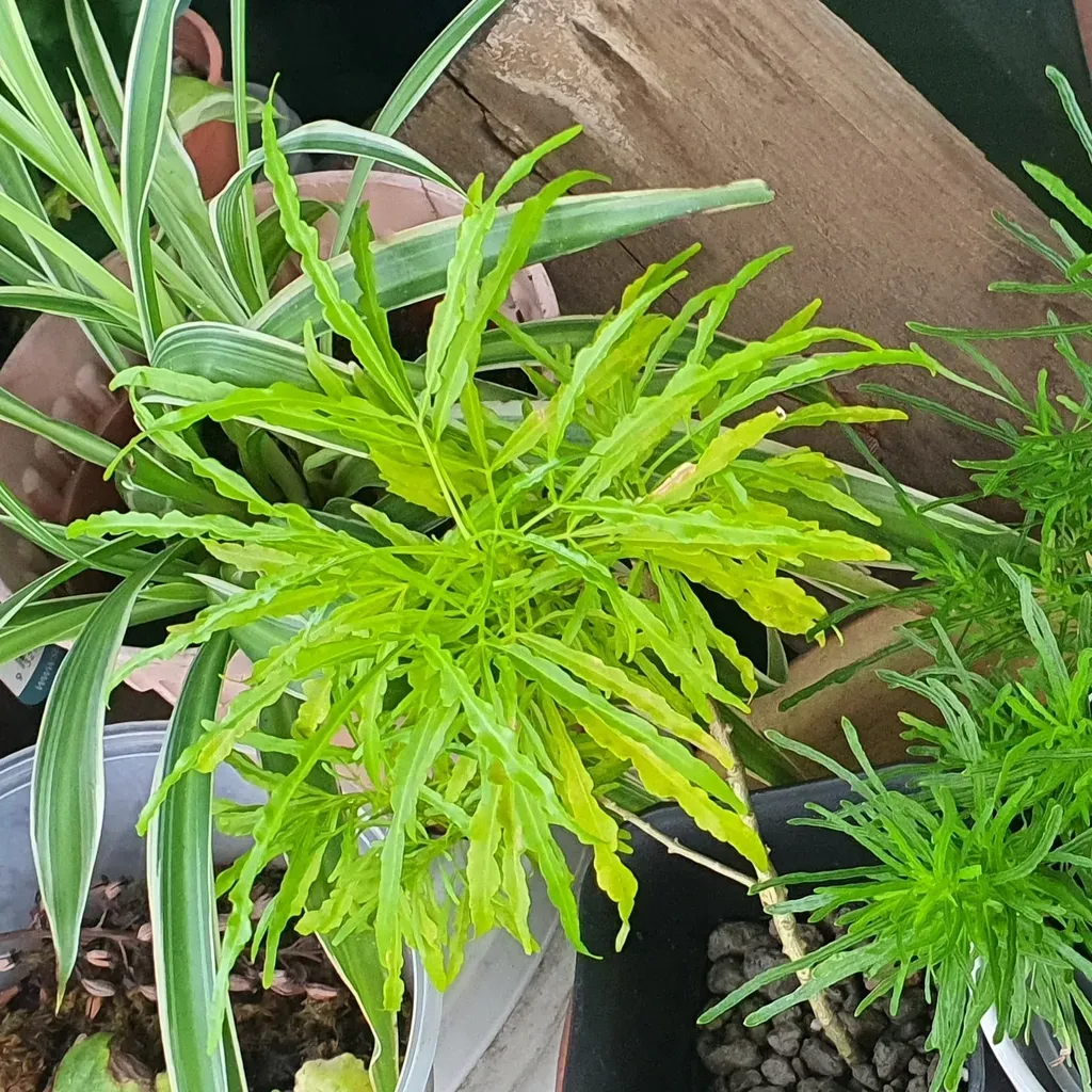 Euodia Hortensis