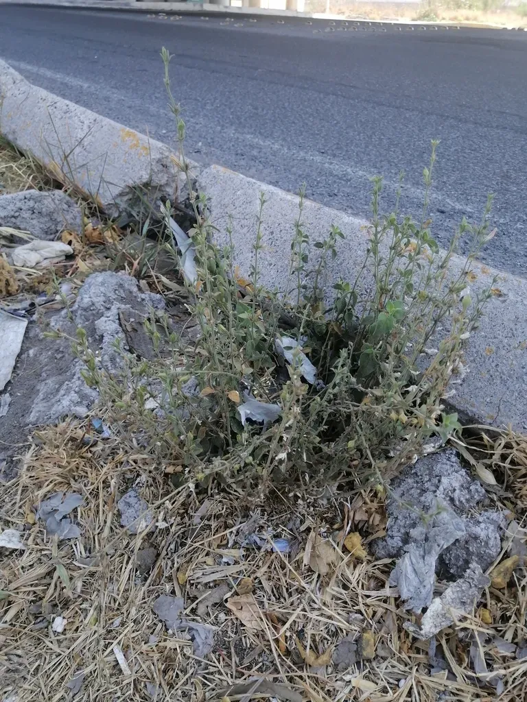 Carlowrightia Neesiana