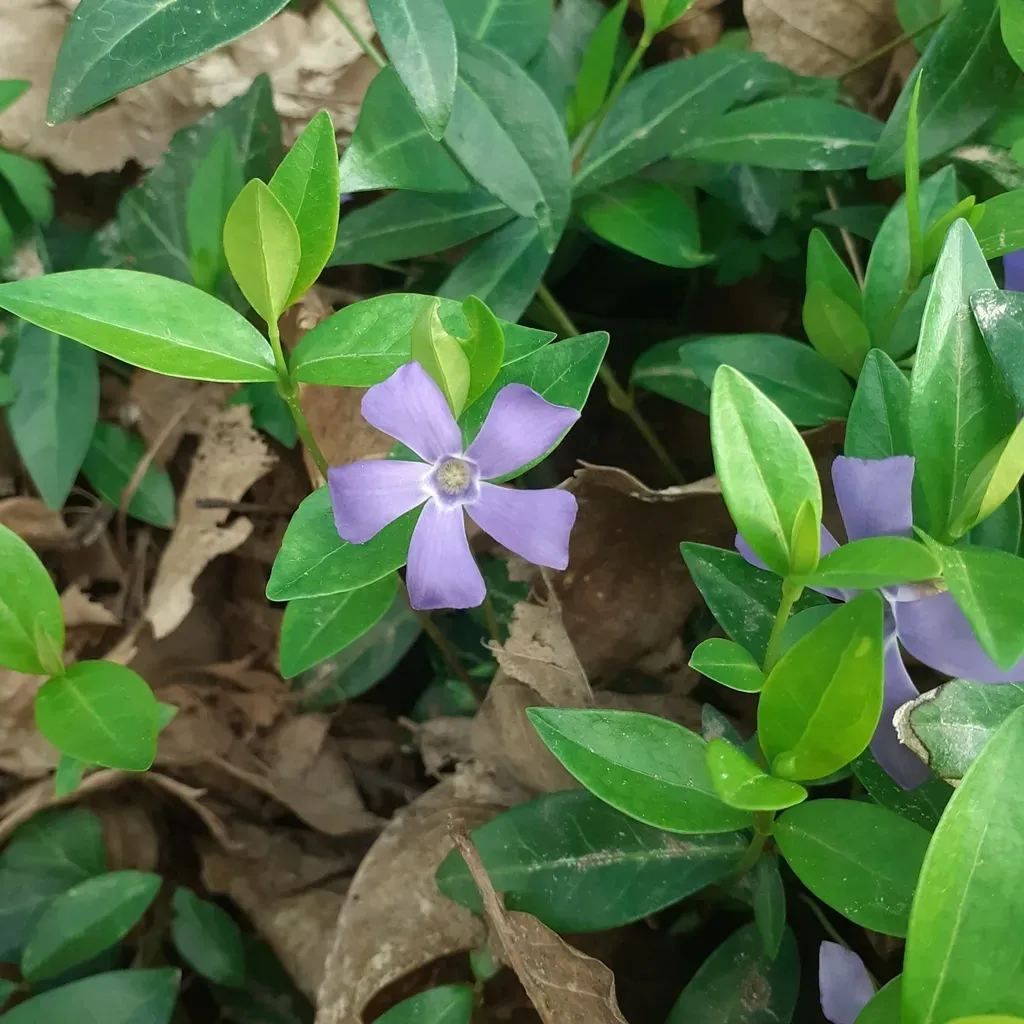 Common Periwinkle