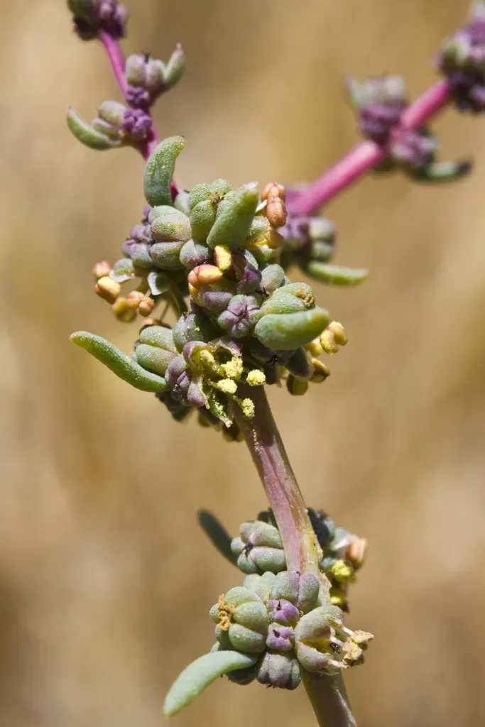 Calceolaria Paposana