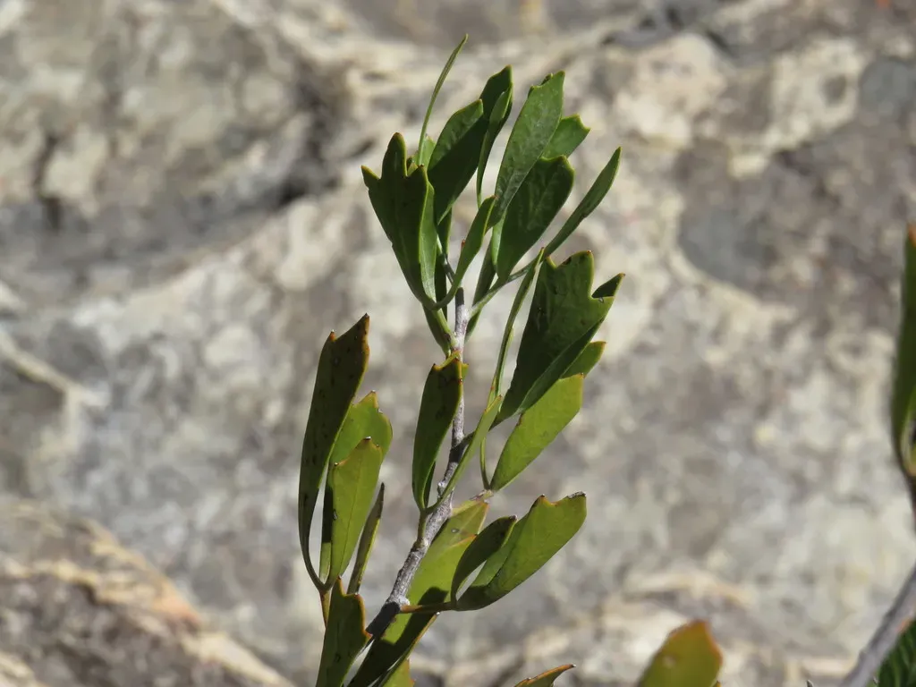 Cedarberg Currantrhus