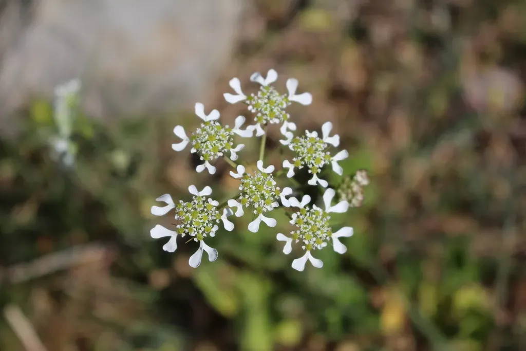Mediterranean Hartwort