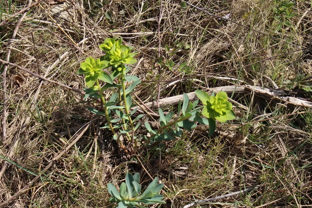 Nice Spurge