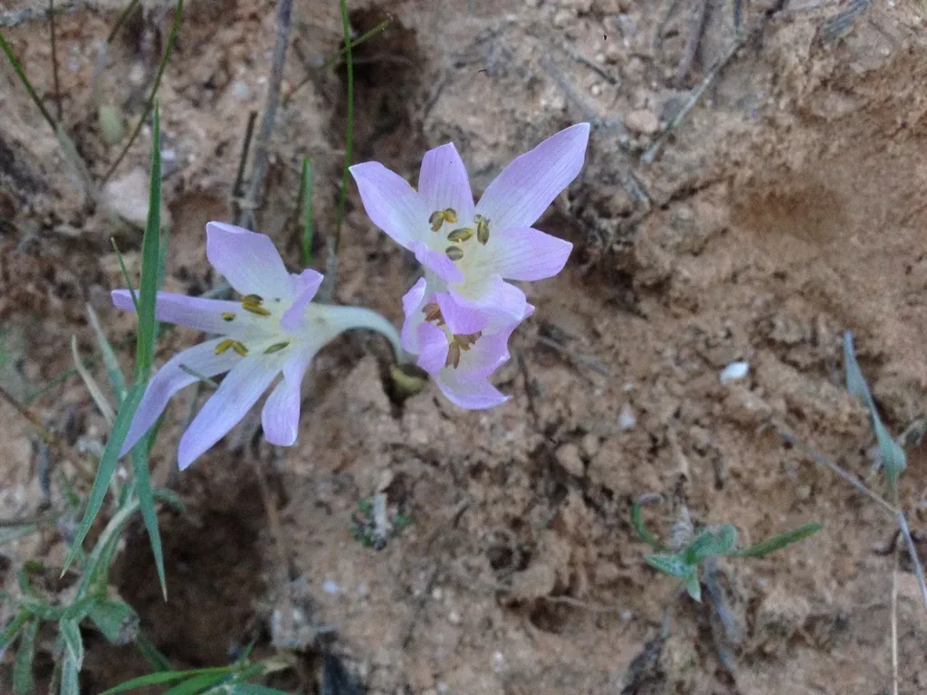 Egyptian Autumn Crocus