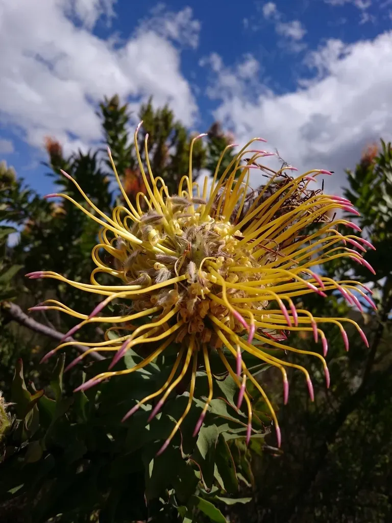 Greyleaf Fountain Pincushion