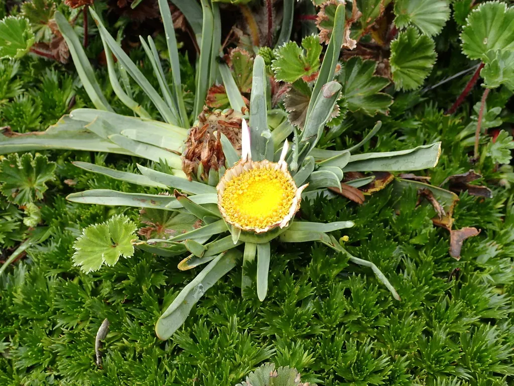 Rockhausenia Nubigena