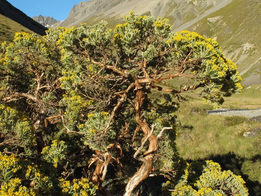 Brachyglottis Cassinioides