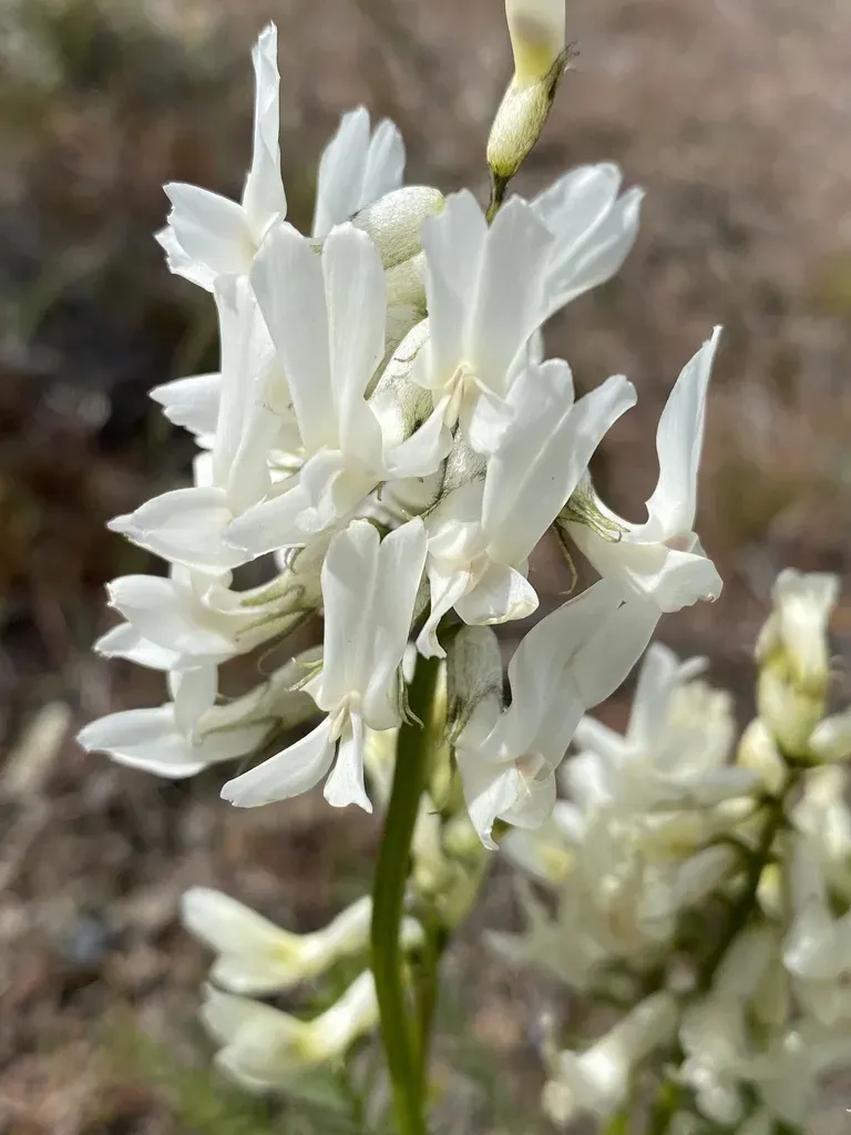 Yakima Milkvetch