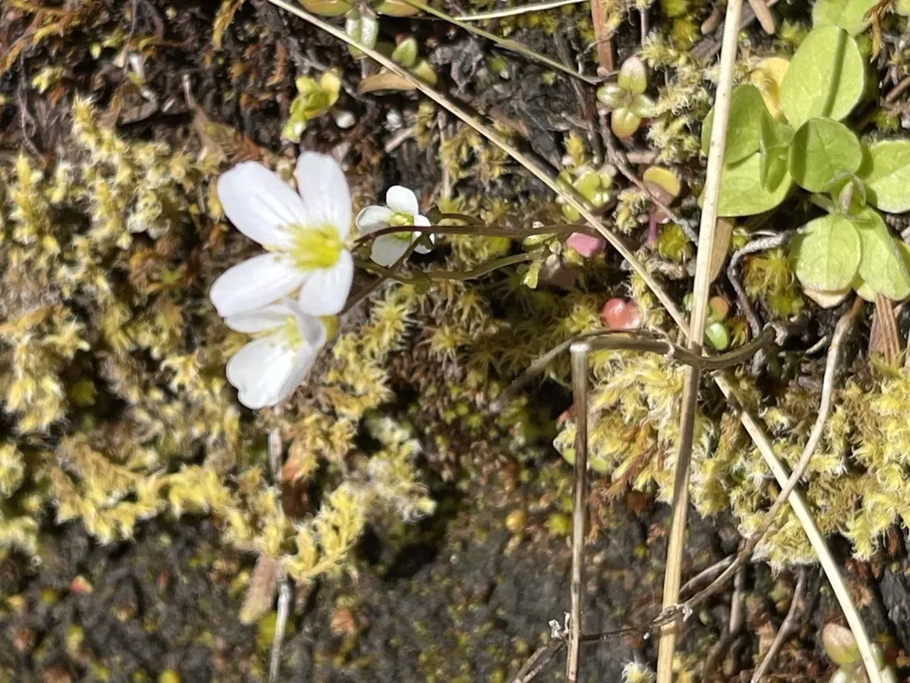 Saddle Mountain Bittercress