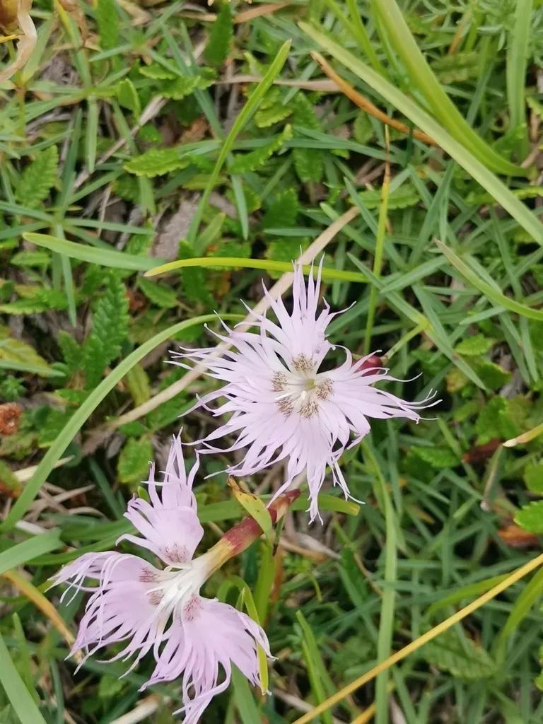 Sternberg's Pink