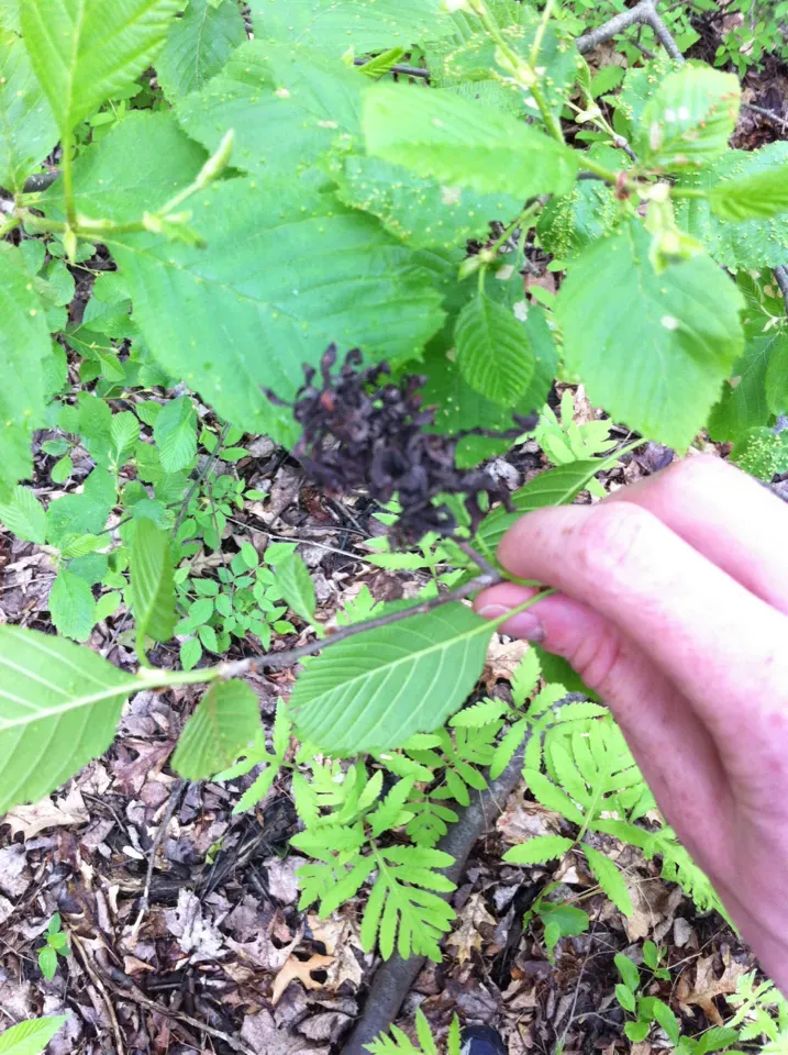 Swartzia Picramnioides