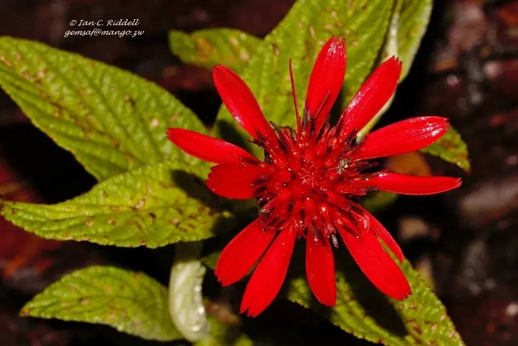 Erythrocephalum Longifolium