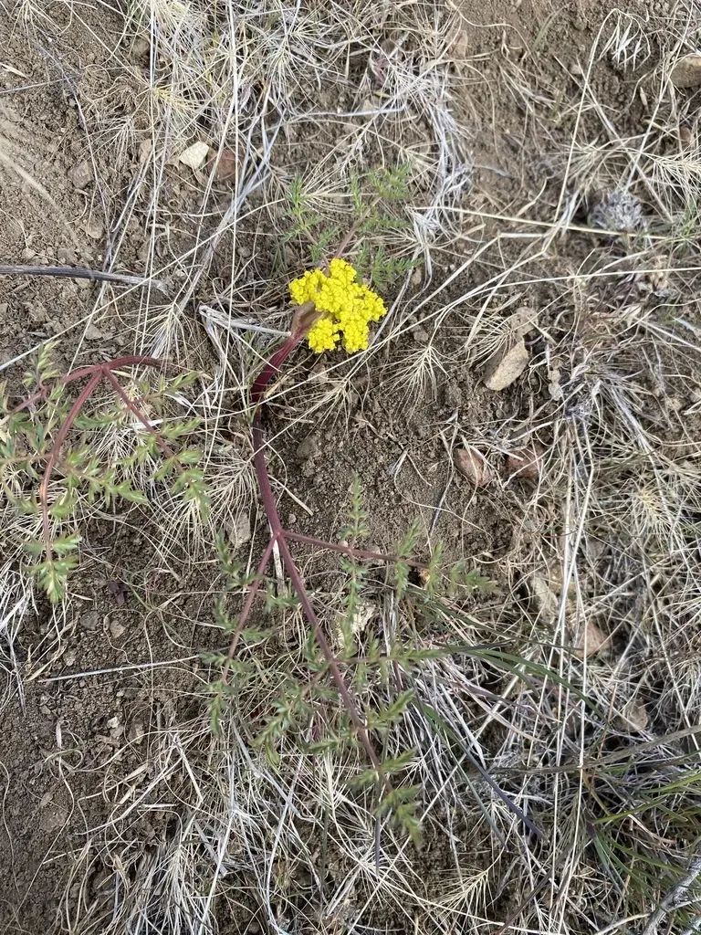 Broadsheath Desert Parsley
