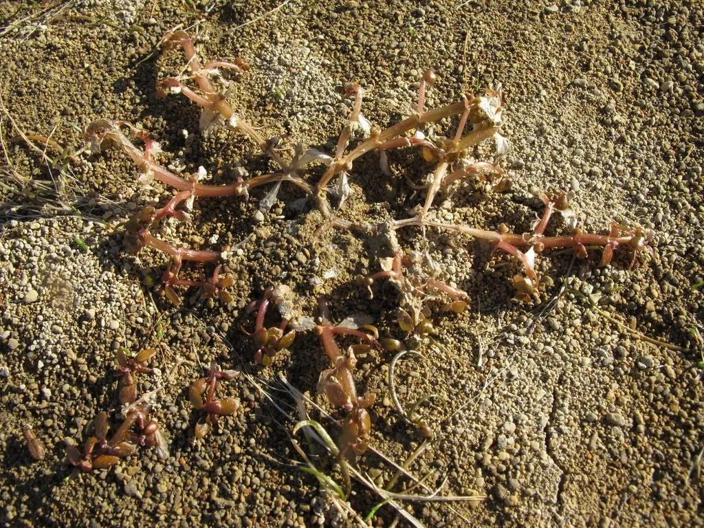 Elatine Gratioloides