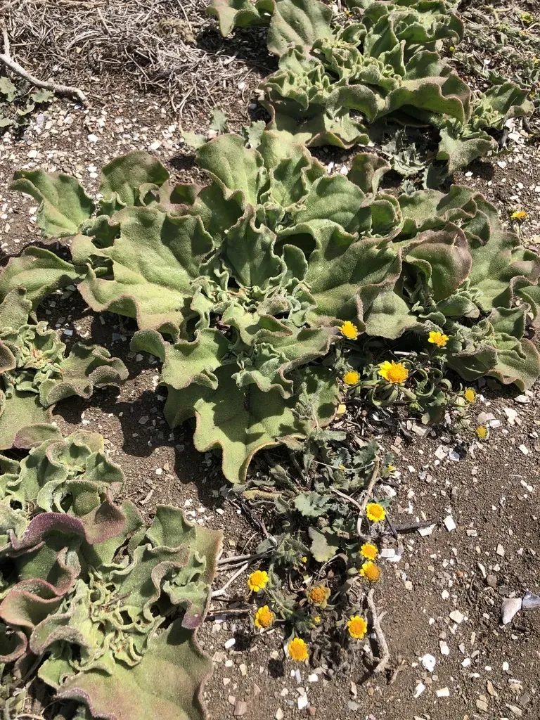Crystalline Ice Plant