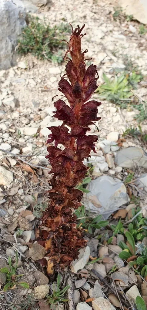 Orobanche Variegata