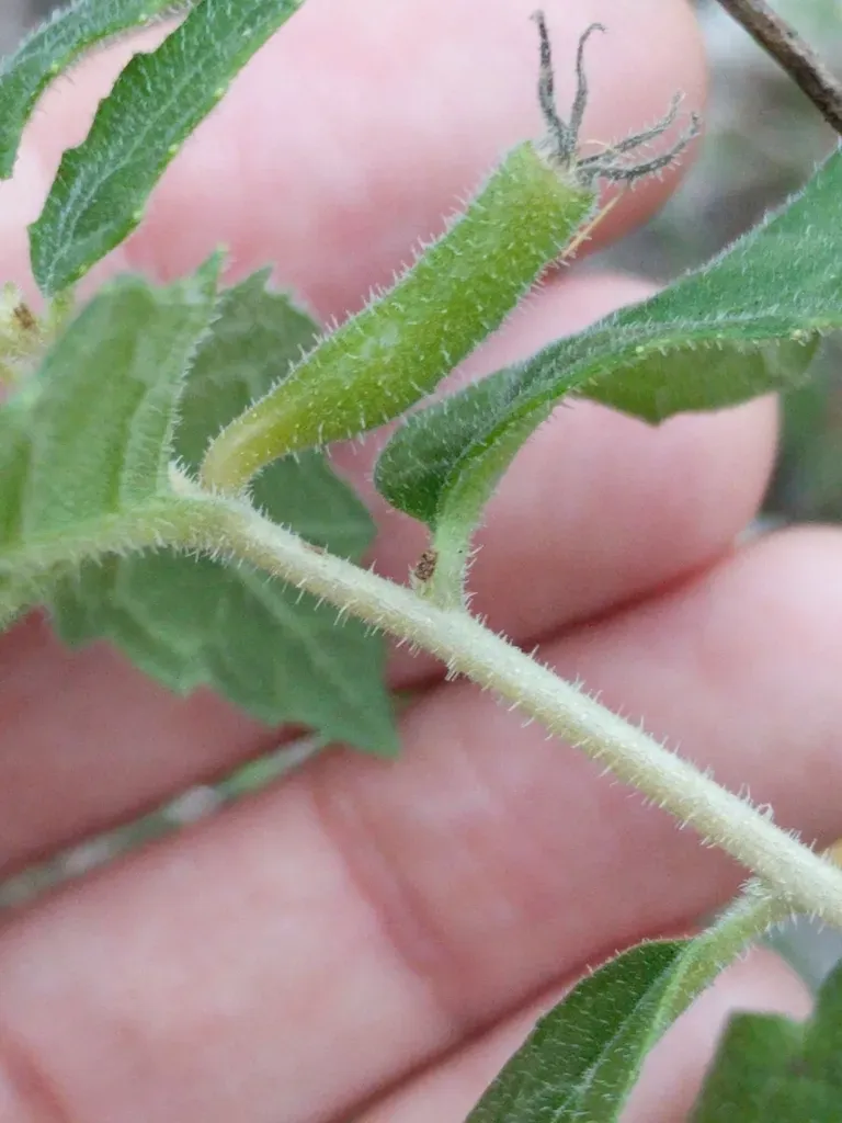 Lindheimer's Stickleaf