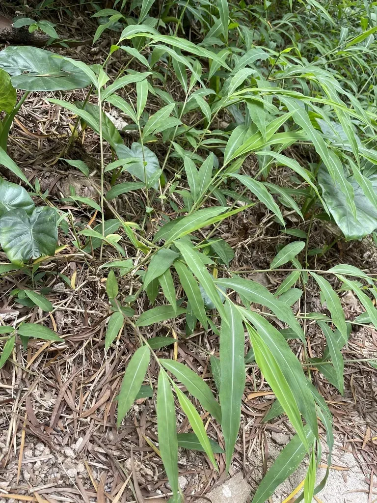 Microstegium Ciliatum