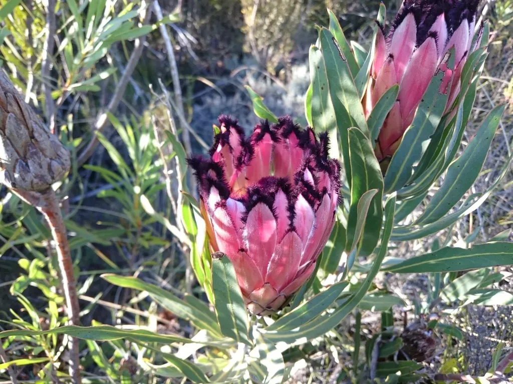 Burchell's Sugarbush