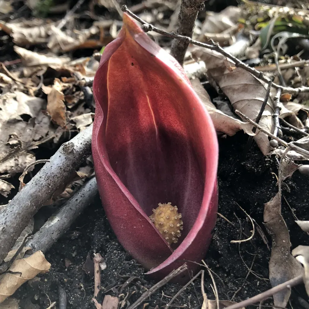 Japanese Skunk Cabbage