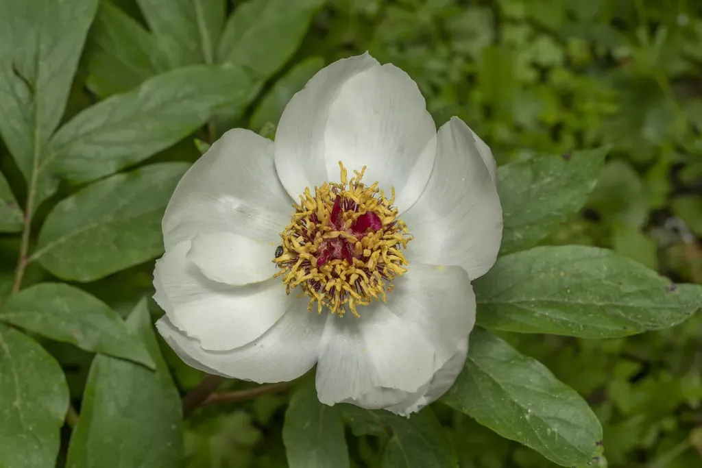 Paeonia Clusii