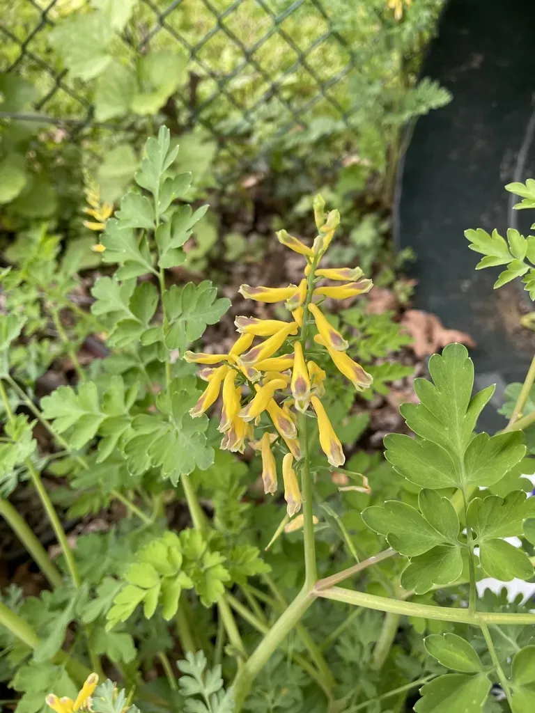 Japan Fernleaf Corydalis