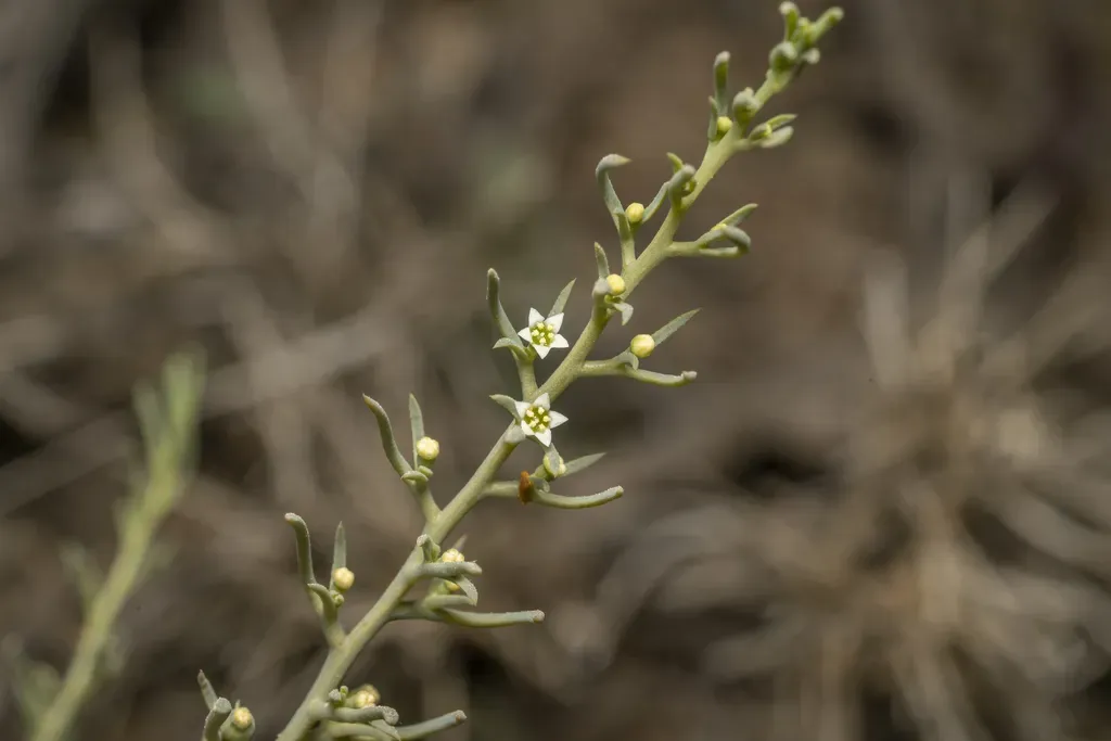 Berger's Bastard Toadflax