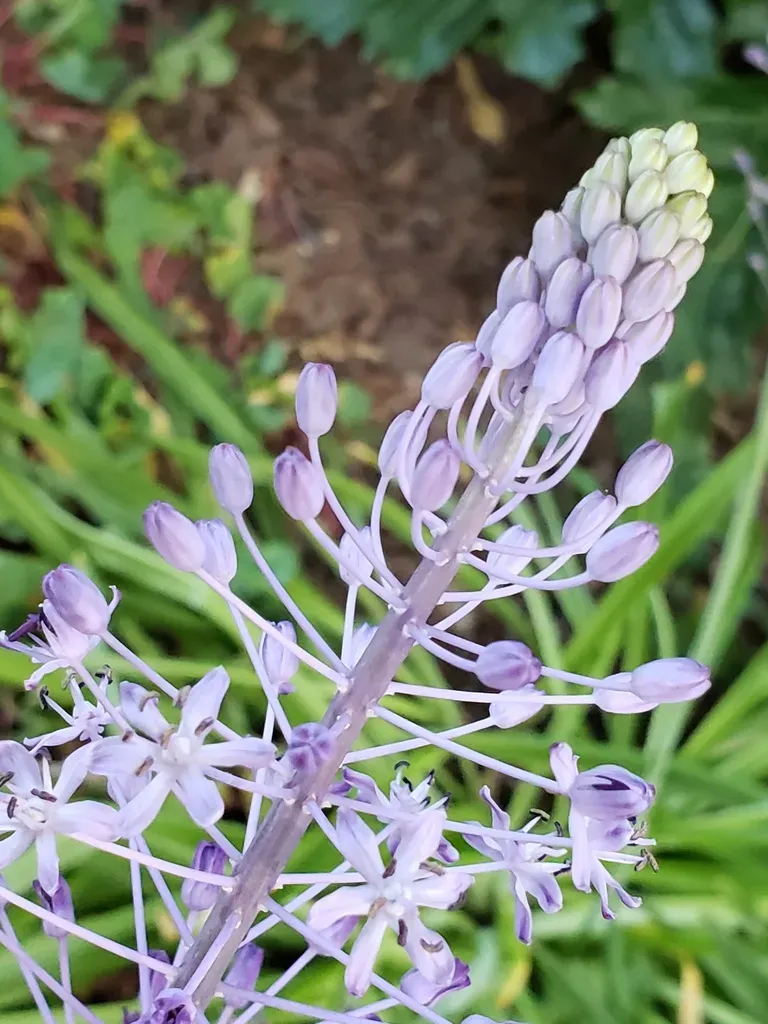 Meadow Squill