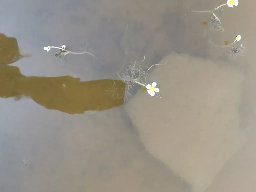 Pond Water-crowfoot