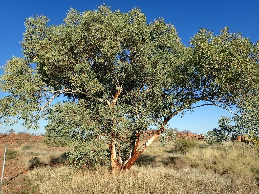Eucalyptus Leucophloia