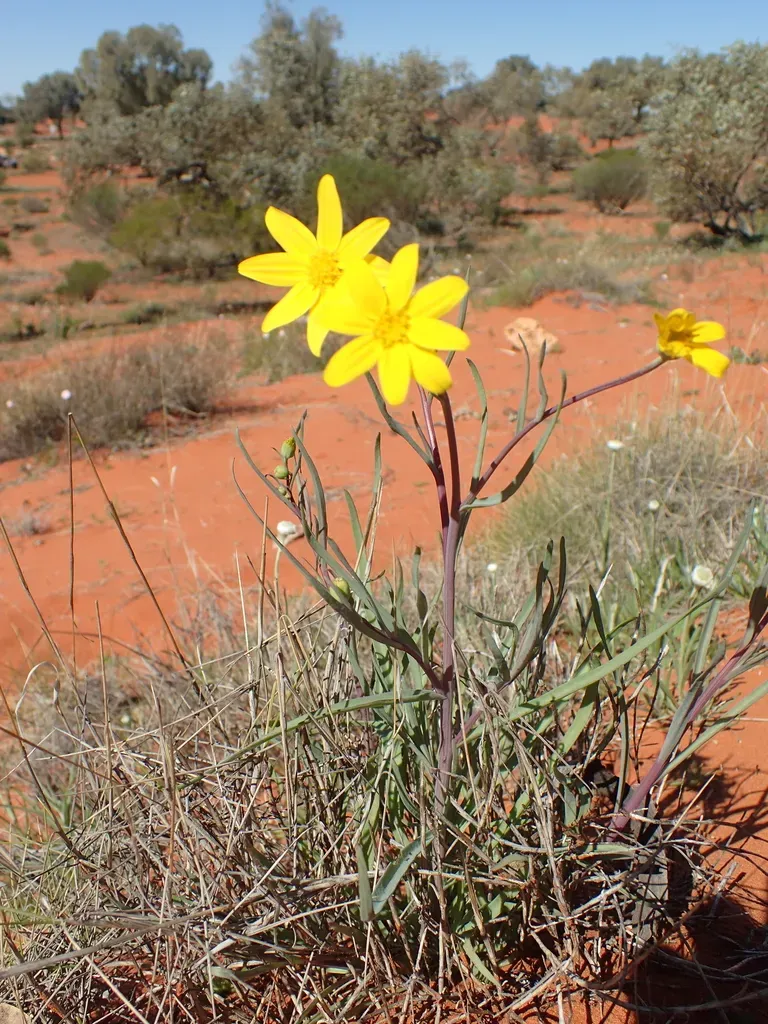Fleshy Groundsel