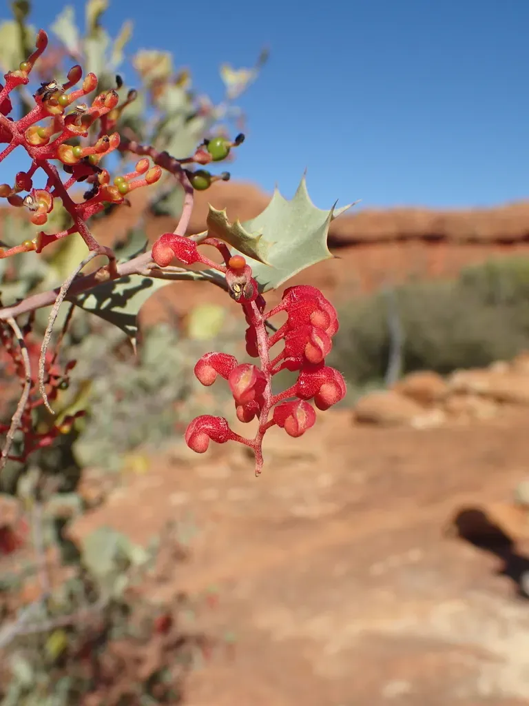 Wickham's Grevillea