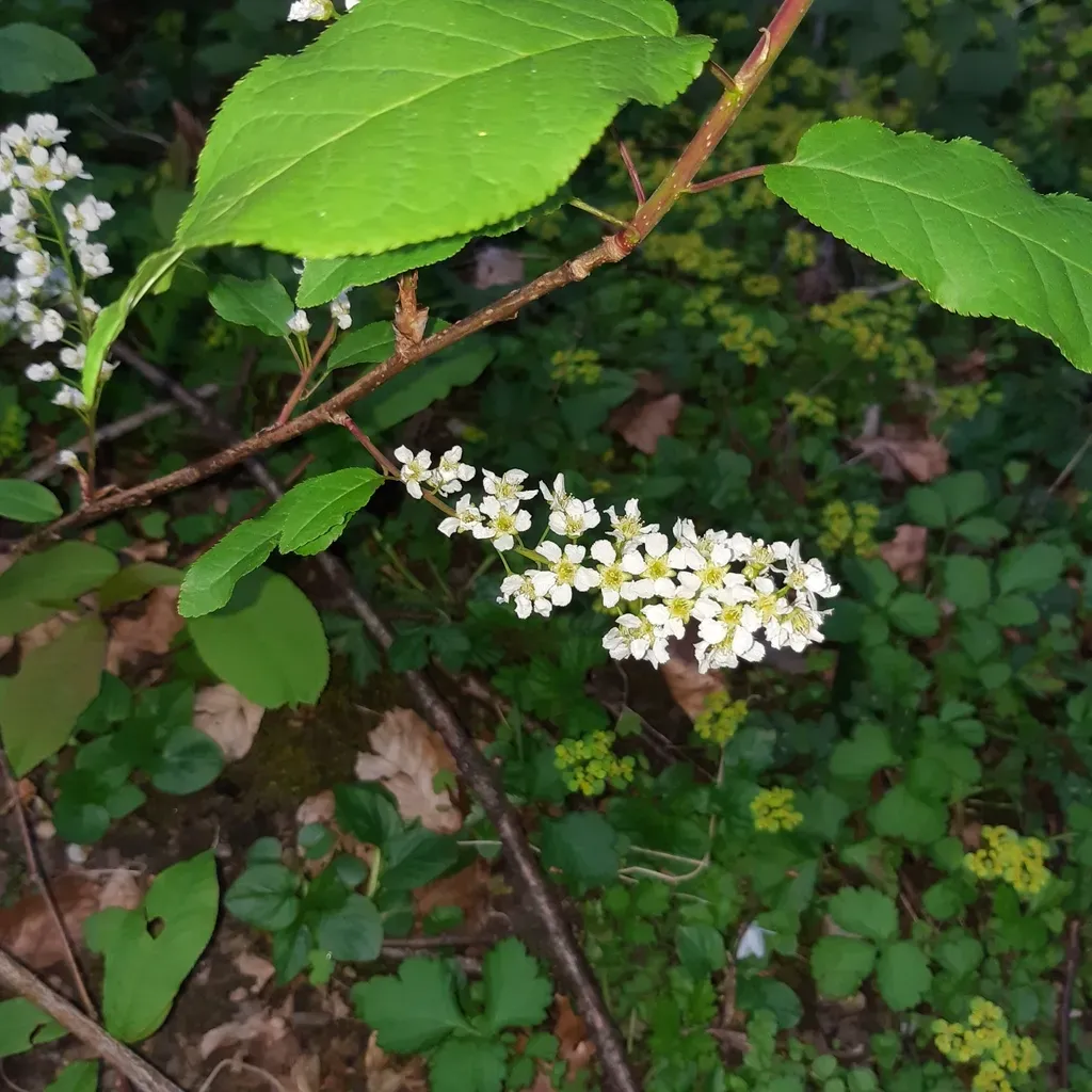 European Bird Cherry