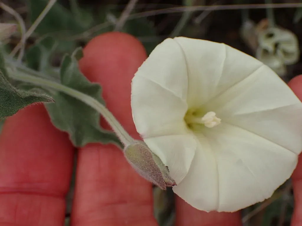 Chaparral False Bindweed