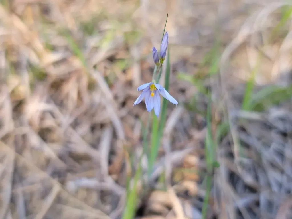 White Blue-eyed Grass