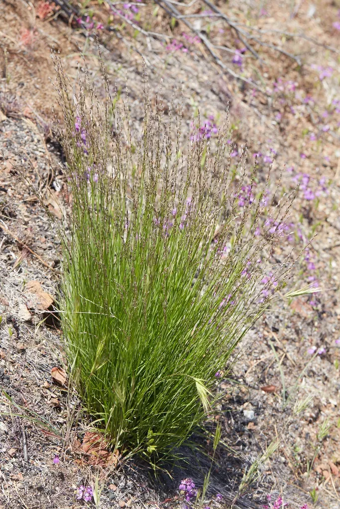 Smallflower Melicgrass