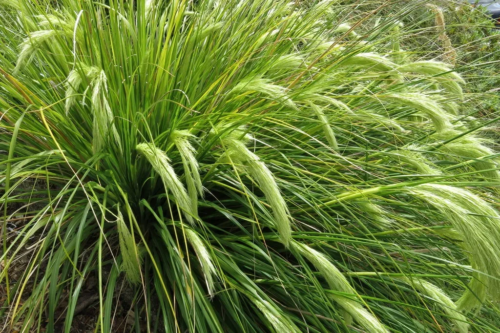 Chionochloa Flavicans