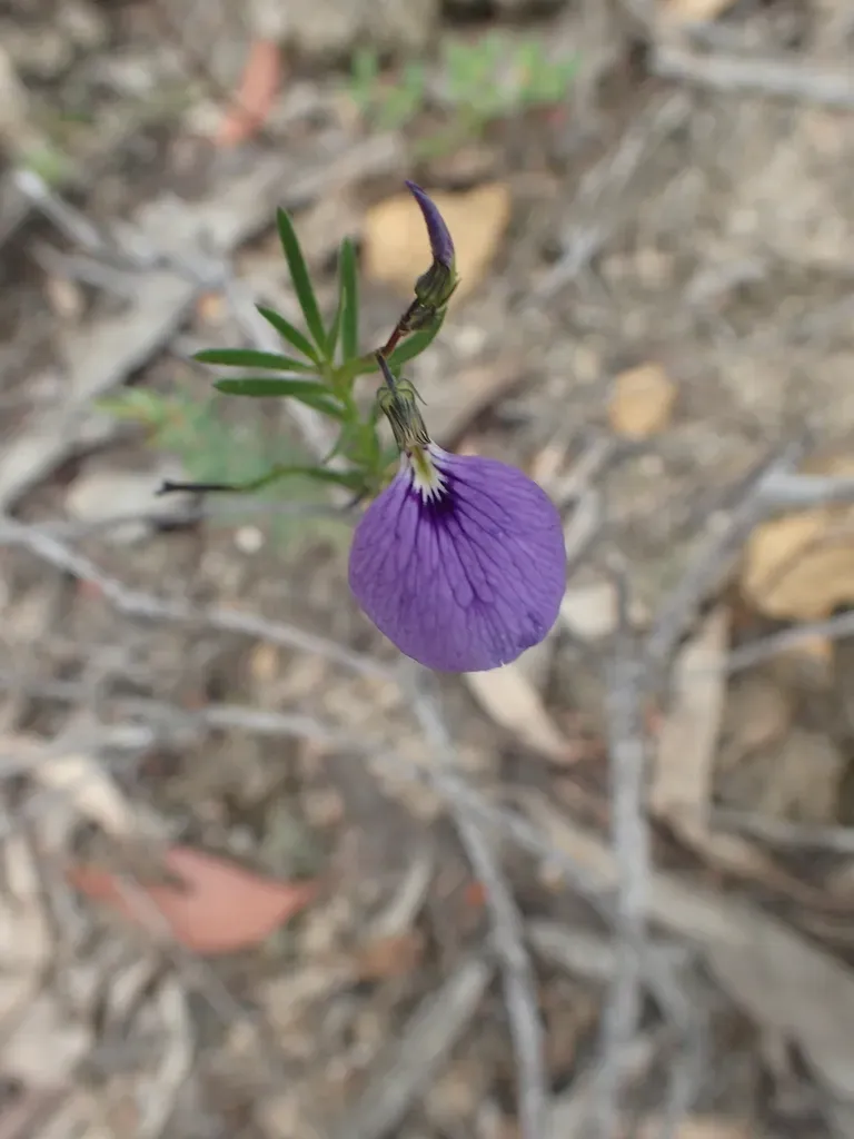 Slender Violet-bush