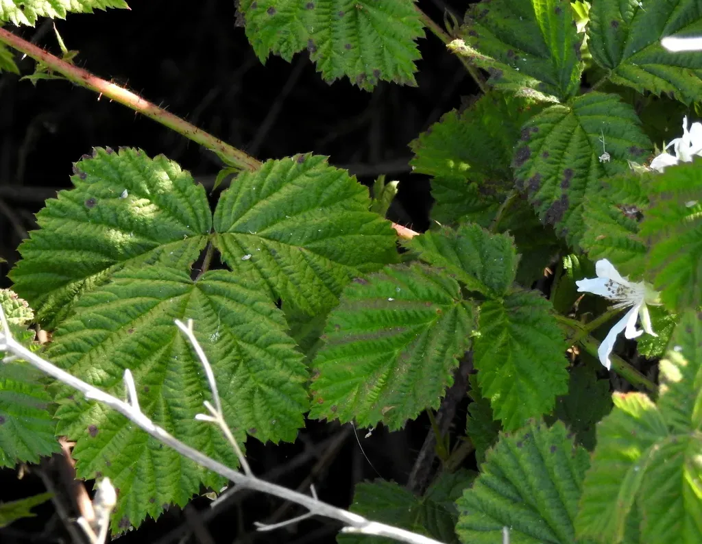 California Blackberry